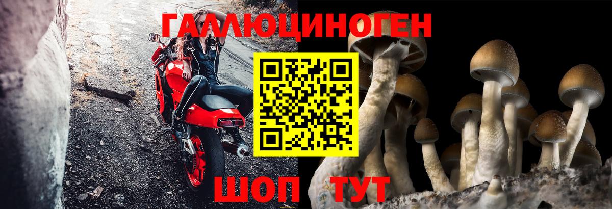 Галлюциногенные грибы Psilocybine cubensis Павловский Посад